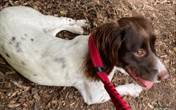 English Springer Spaniel dogs for sale: Dog for sale - Image 2