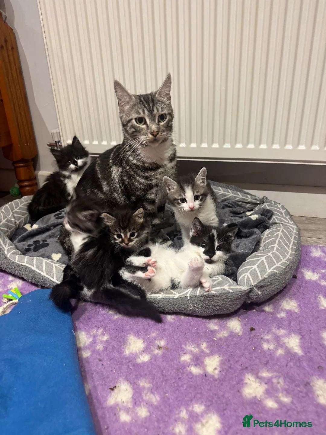 Mixed Breed cats for sale: 3/4 Maine coon long haired  - Advert 1