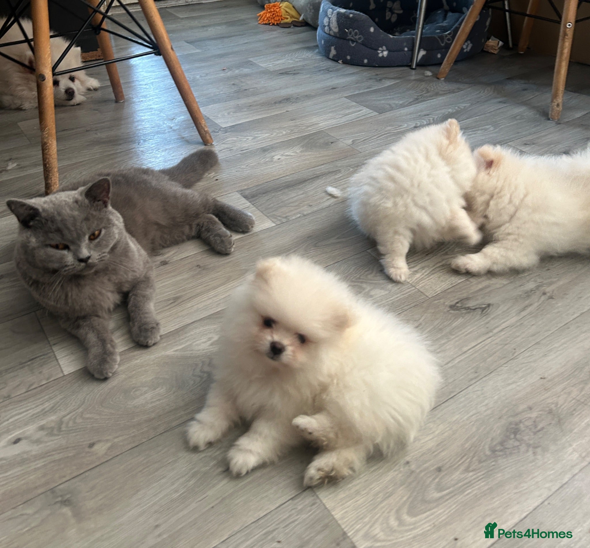 Pomeranian dogs 3 Pure white Pomeranians - 1 girl 2 boys - Advert 2