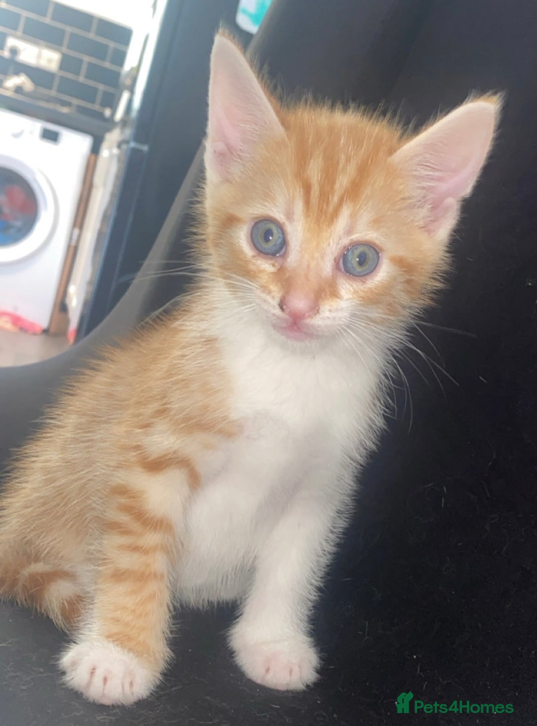 British Shorthair cats for sale: 4 beautiful kittens - Image 7