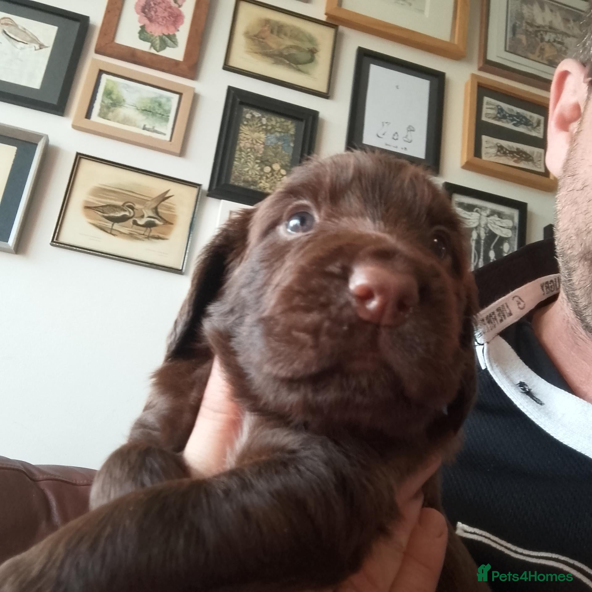 Sprocker dogs F1 sprocker puppies - Advert 2