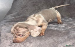 Miniature Dachshund dogs for sale: Beautiful mini dashys 💜 - Image 1
