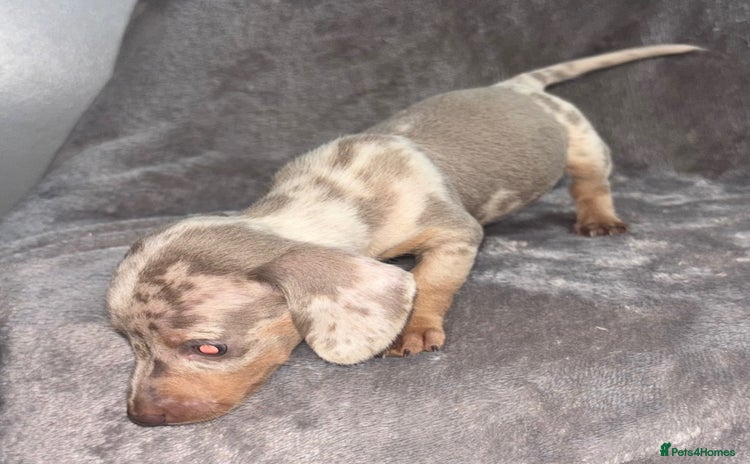 Miniature Dachshund dogs - Advert 8