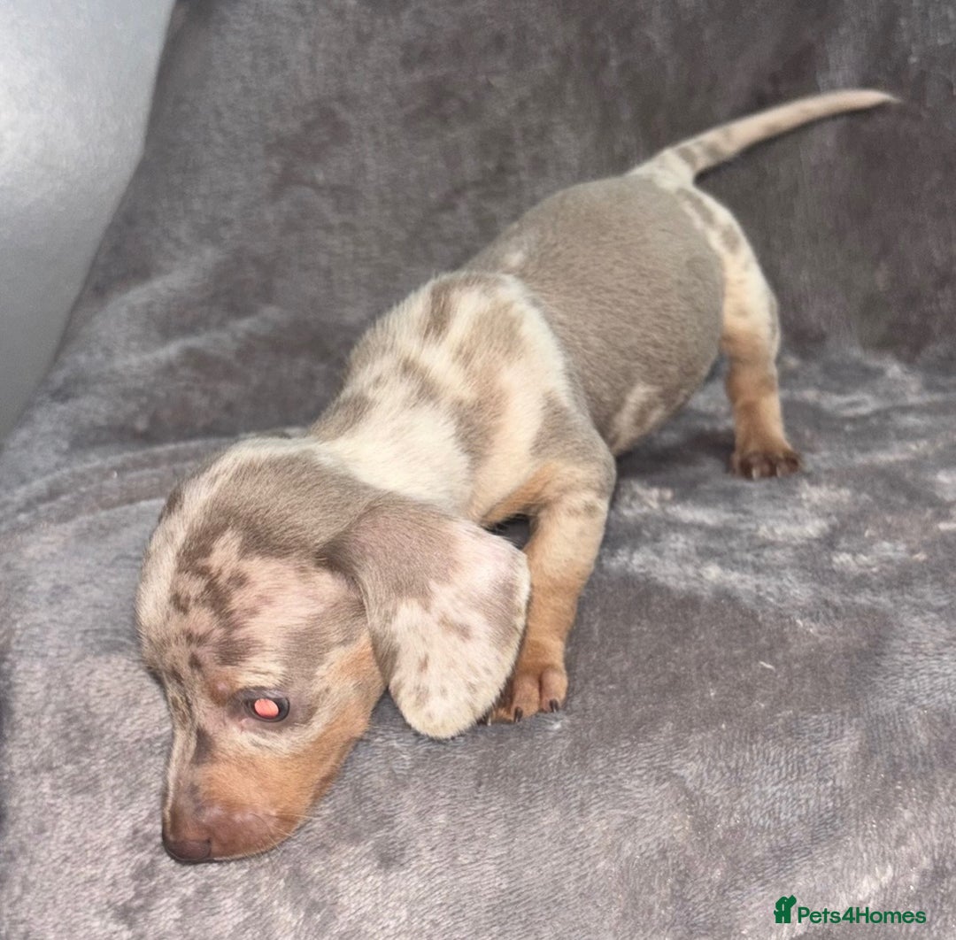 Miniature Dachshund dogs for sale: Beautiful mini dashys 💜 - Image 1