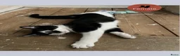 Domestic Shorthair cats for sale: Very Playful, Friendly & Mischievous Kittens! in Bradford - Advert 9