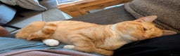 Mixed Breed cats for stud: Ginger part Asian male for stud - Advert 3
