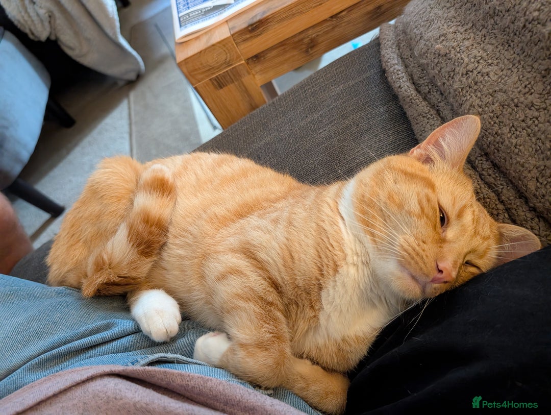 Mixed Breed cats for stud: Ginger part Asian male for stud - Advert 3
