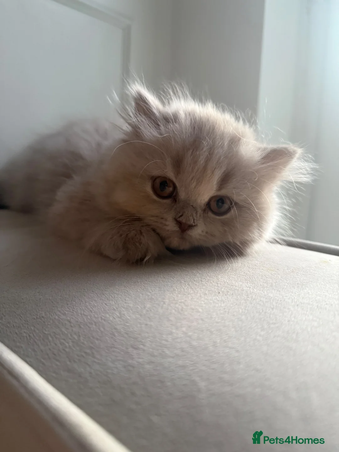 British Shorthair cats for sale: GCCF BSH & BLH KITTENS  - Advert 9