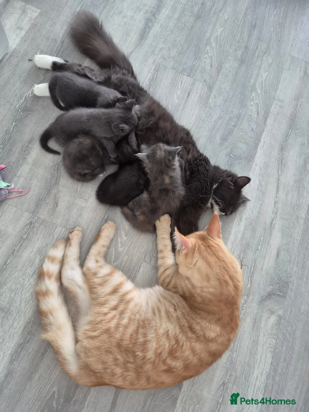 Mixed Breed cats for sale: Kittens of Maine Coon and Chartreux crosses in Portsmouth - Advert 2