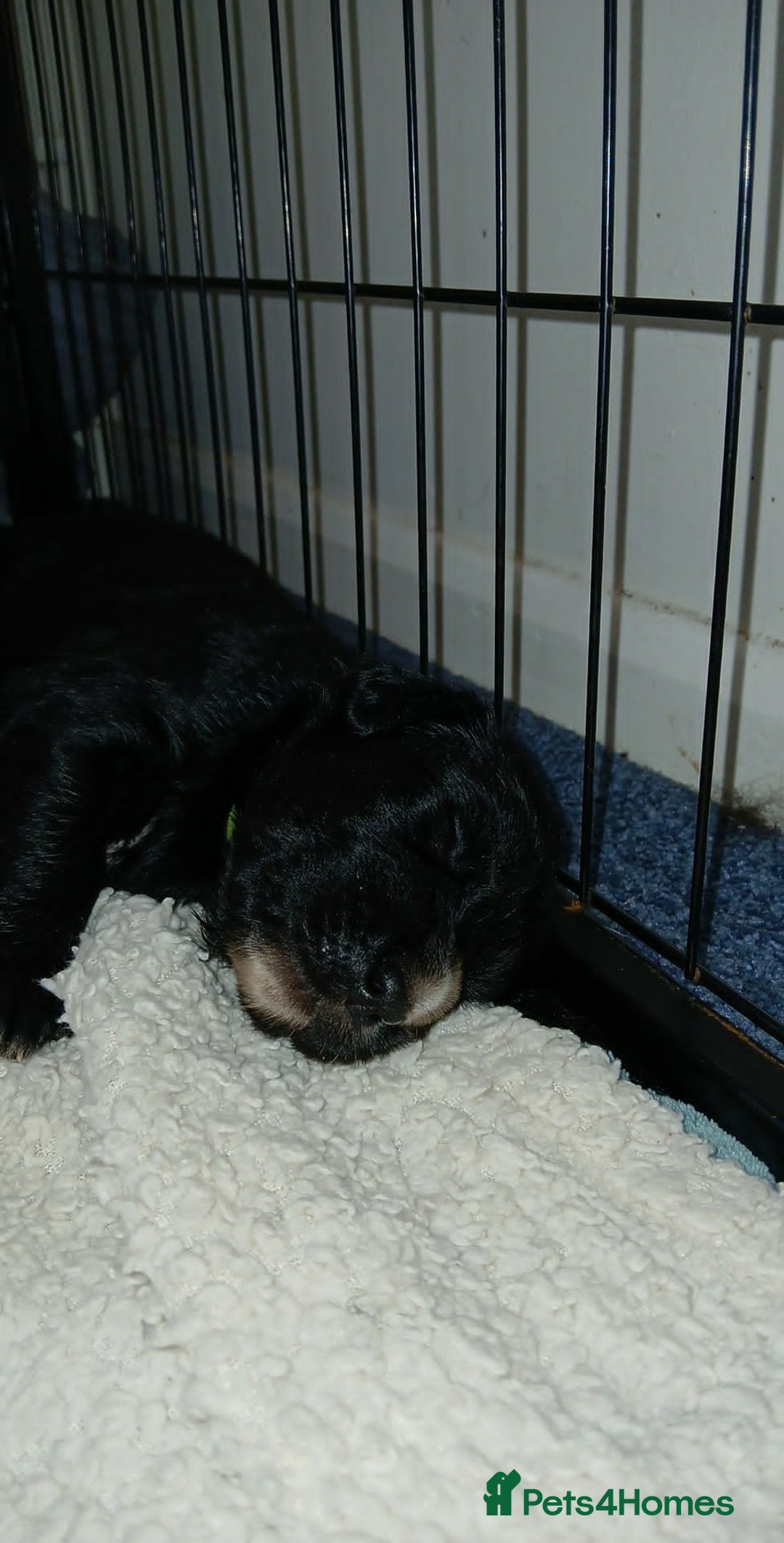 Mixed Breed dogs for sale: Golden Mountain Dog Pups - Advert 5