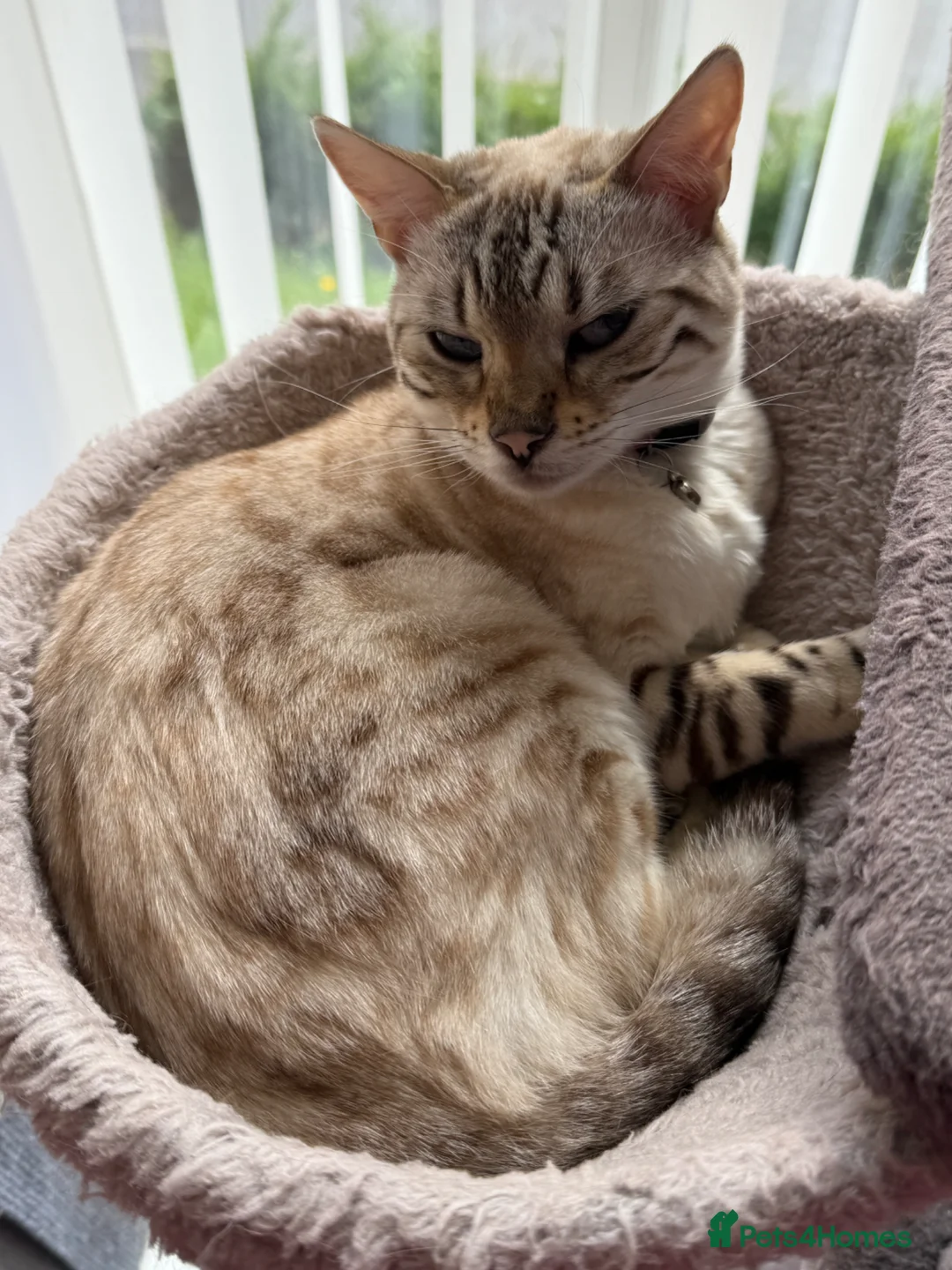 Bengal cats for sale: Snow Lynx Bengal sisters  - Advert 2