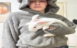 New Zealand rabbits for sale: New Zealand Does and bucks ready to leave now - Image 3