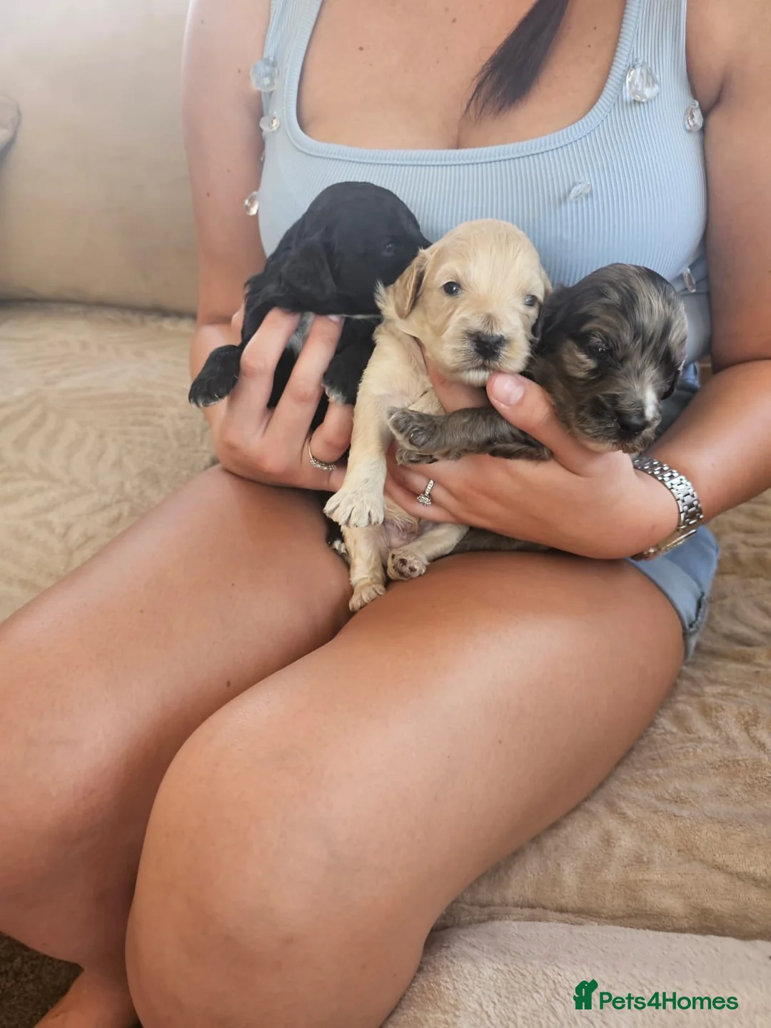 Cockapoo dogs for sale: Cockerpoo puppies in Cheltenham - Advert 2