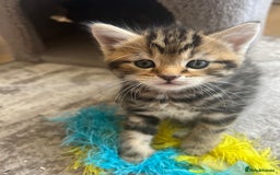 Bengal cats for sale: Bengal cross kittens one grey boy one brown girl - Image 18