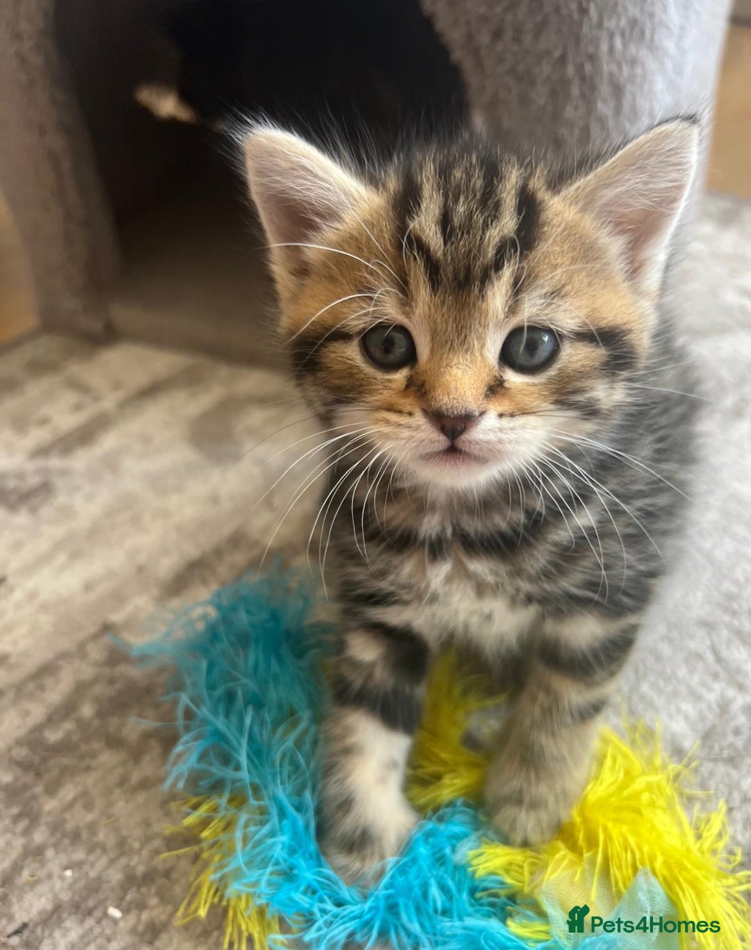 Bengal cats for sale: Bengal cross kittens one grey boy one brown girl - Image 18