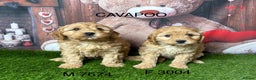 Cavapoo dogs for sale: Stunning Cavpoo puppies from a licensed Breeder  - Advert 3