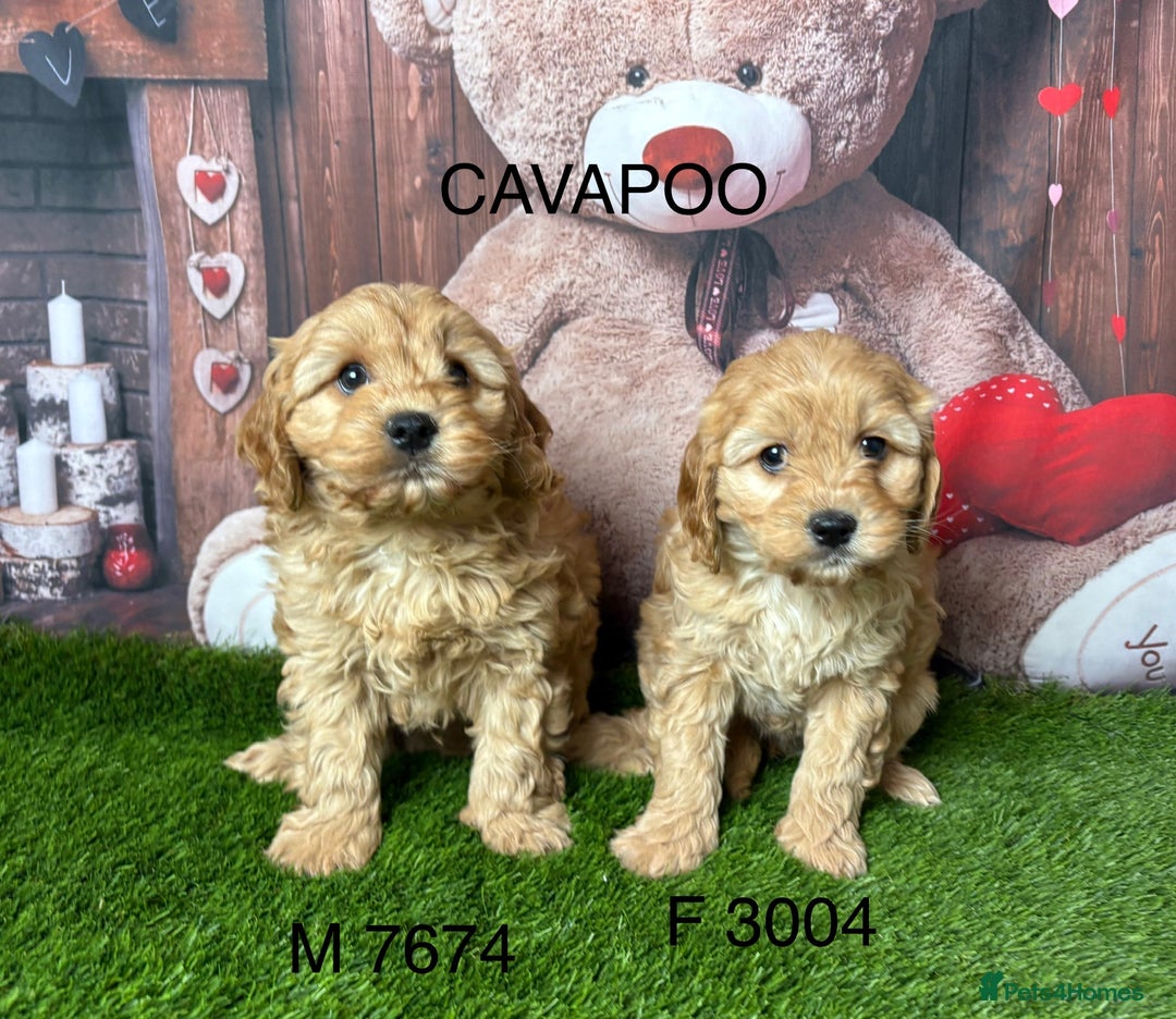 Cavapoo dogs for sale: Stunning Cavpoo puppies from a licensed Breeder  - Advert 3