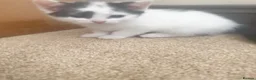 Mixed Breed cats for sale: Black and White Kitten-9 weeks  - Advert 4