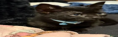 black Savannah 2