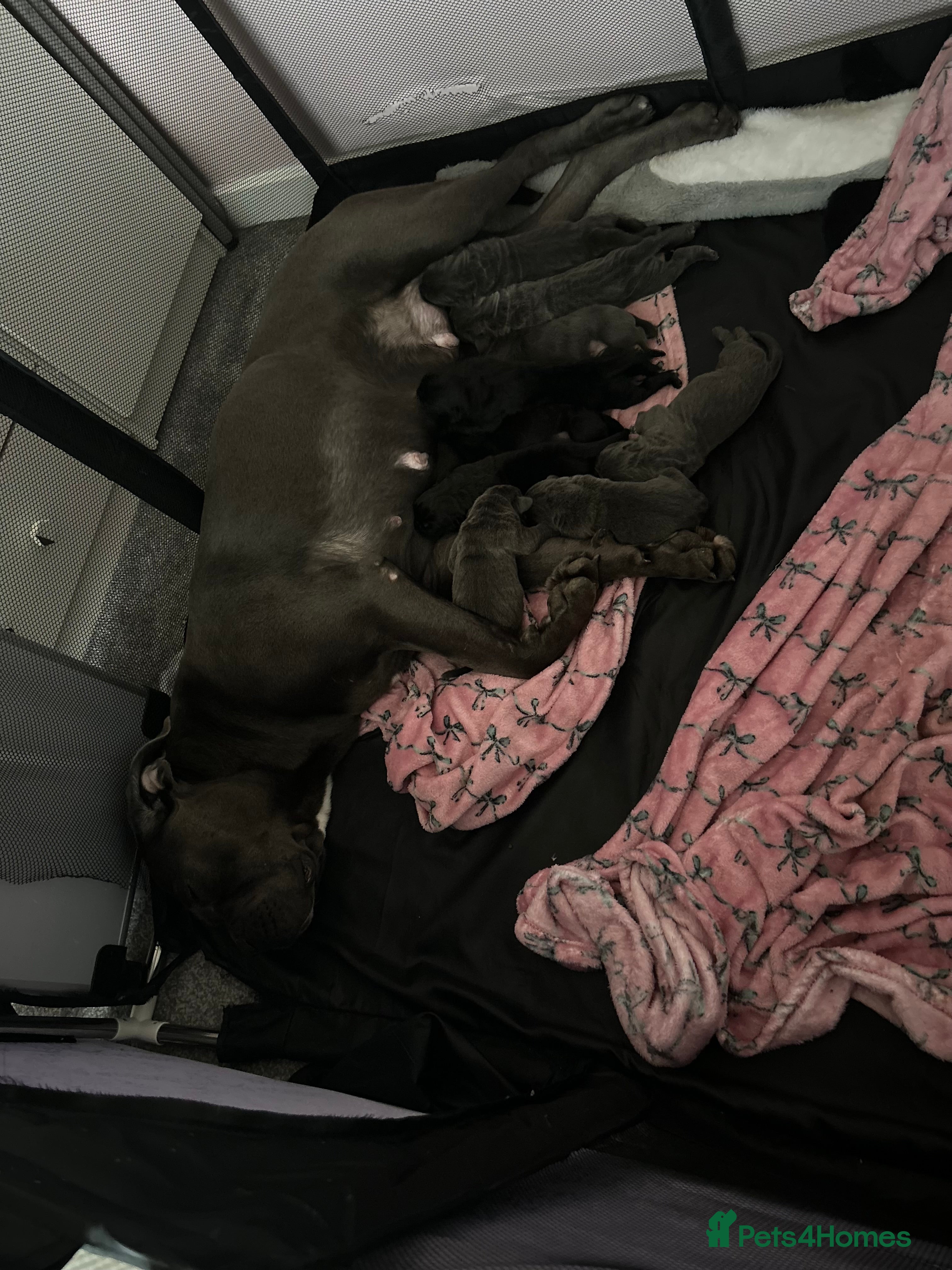 Cane Corso dogs 🐾 Cane Corso Puppies for Sale 🐾 - Advert 3