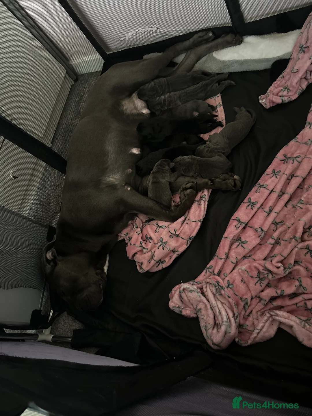 Cane Corso dogs for sale: 🐾 Cane Corso Puppies for Sale 🐾 in Coventry - Advert 1