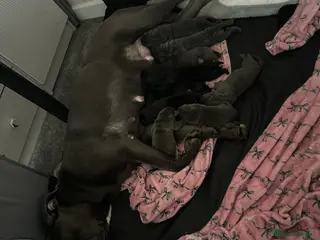 Cane Corso dogs 🐾 Cane Corso Puppies for Sale 🐾 - Advert 16