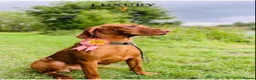 Hungarian Vizsla dogs for sale: KC Registered Vizsla Boy-Family Pet-J-2026-Litter - Advert 9