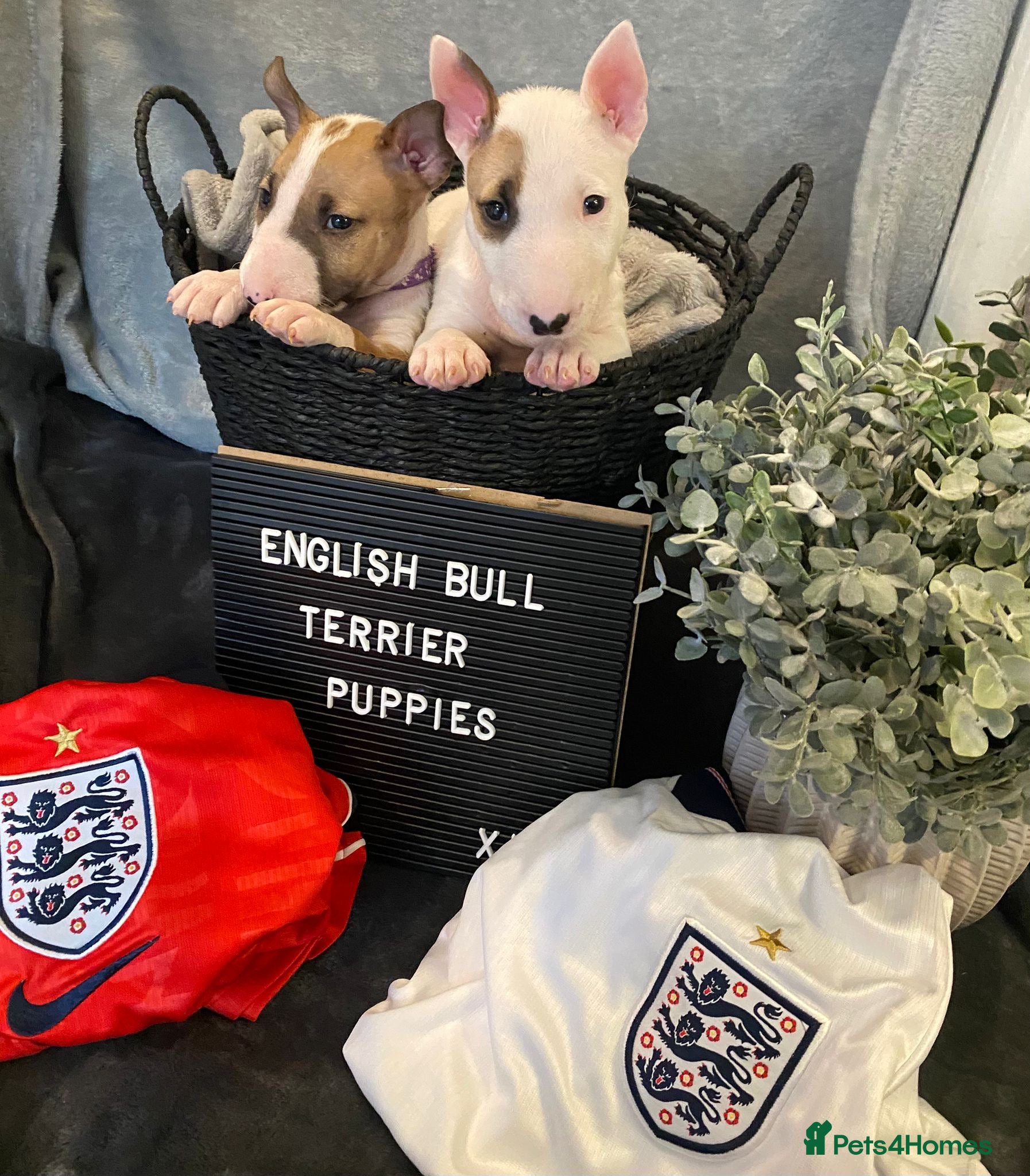English Bull Terrier dogs 🐶 KC Registered English Bull Terrier Puppies 🐶 - Advert 4