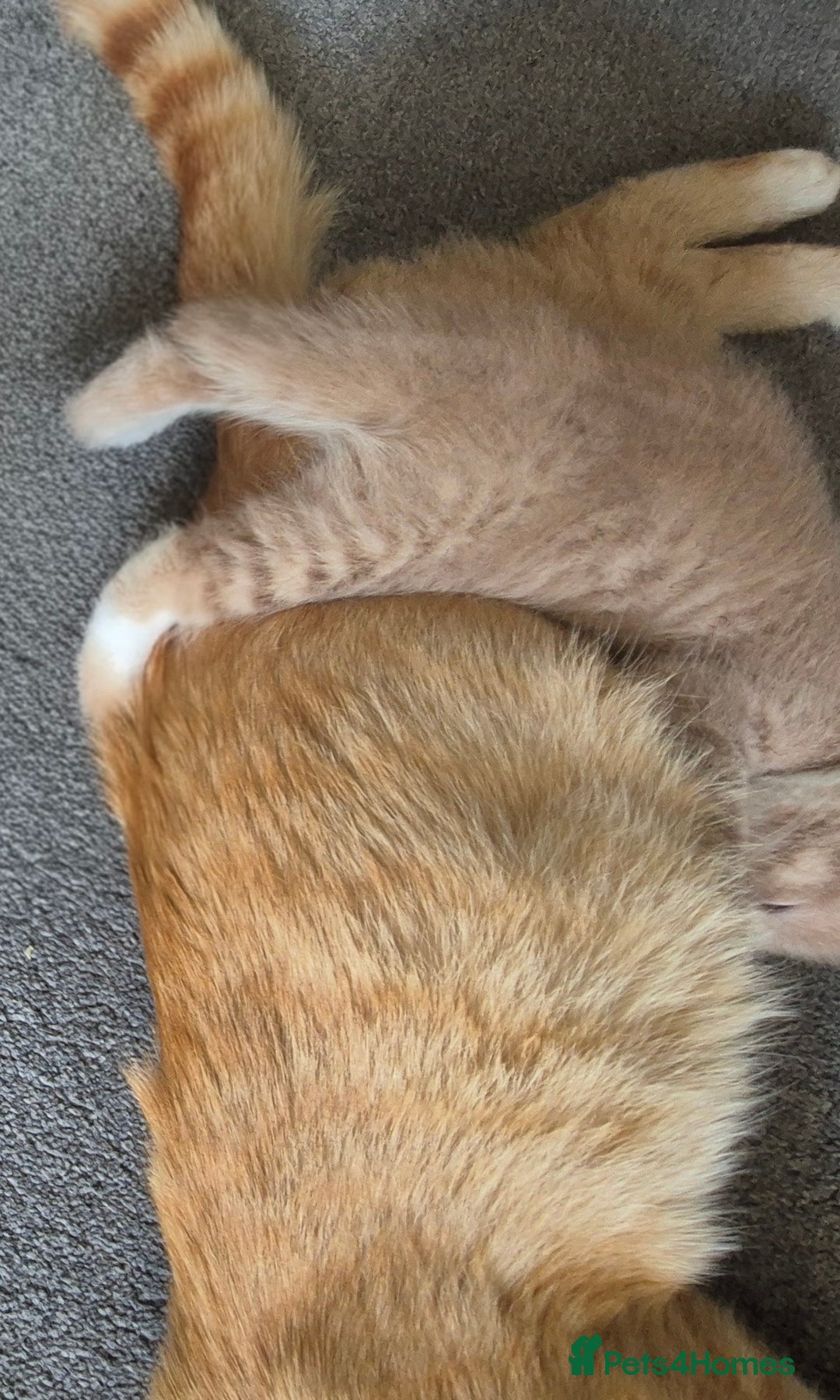 Mixed Breed cats for sale: Ginger kitten male left  - Image 13