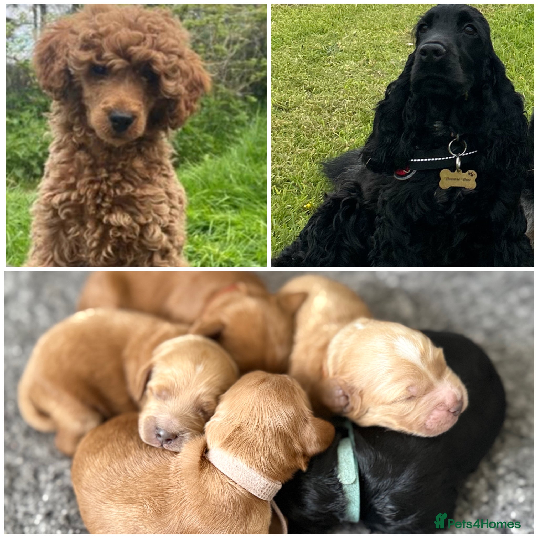 Cockapoo dogs F1 show line cockapoo puppies - Advert 9