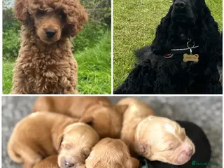 Cockapoo dogs F1 show line cockapoo puppies - Advert 9