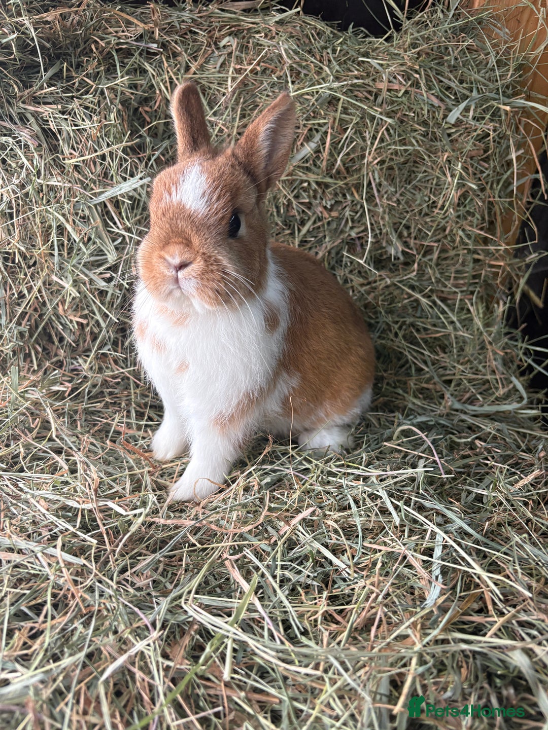 Netherland Dwarf rabbits for sale: Stunning Netherland dwarves  - Advert 3