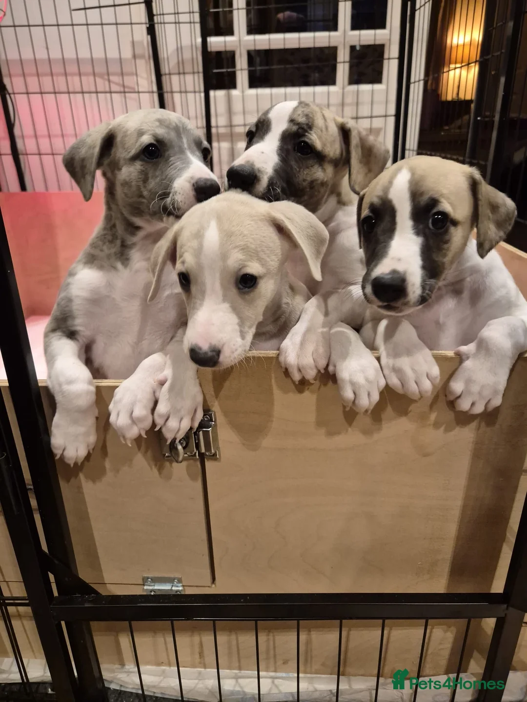 Whippet dogs for sale: Great quality Whippet puppies for sale - Advert 28