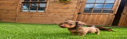 Miniature Dachshund dogs for sale: Long Hair Mini Choc & Tans - Advert 2
