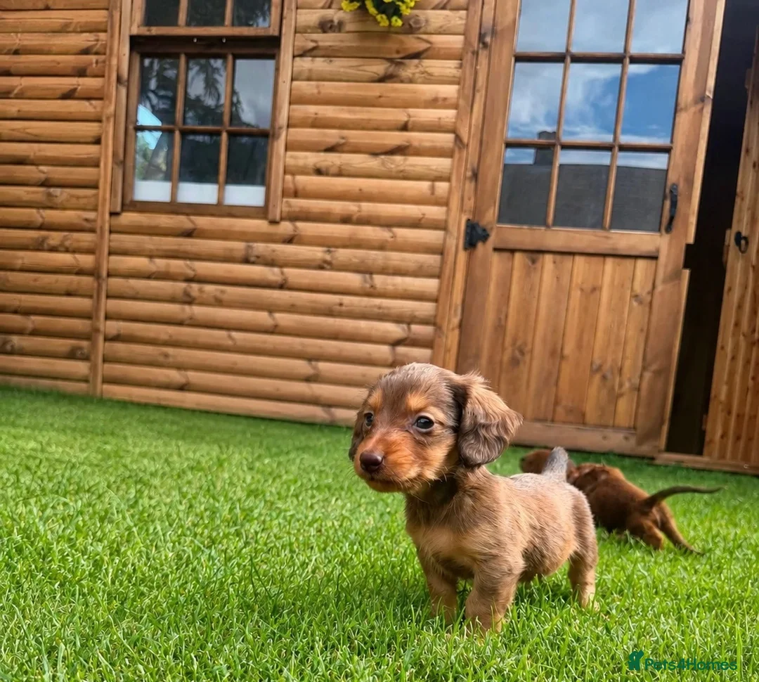 Miniature Dachshund dogs for sale: Long Hair Mini Choc & Tans - Advert 2