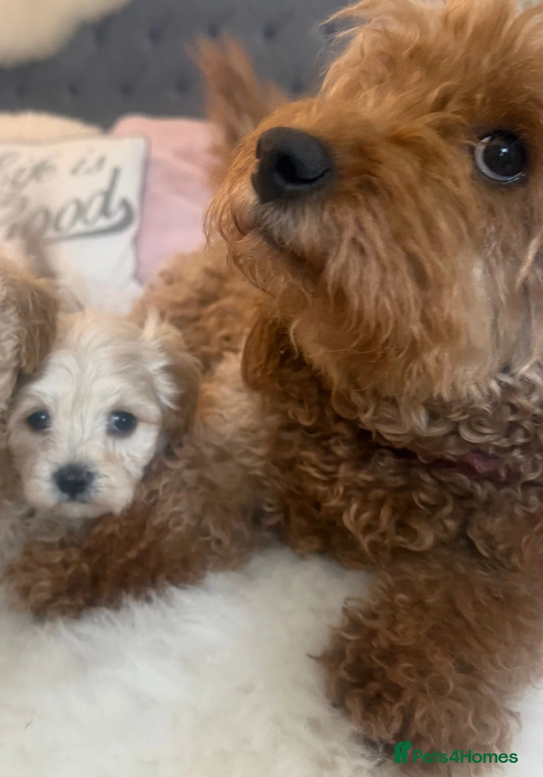 Maltipoo dogs for sale: Tiny MALTIPOO Boy SNOWY in Bristol - Advert 4