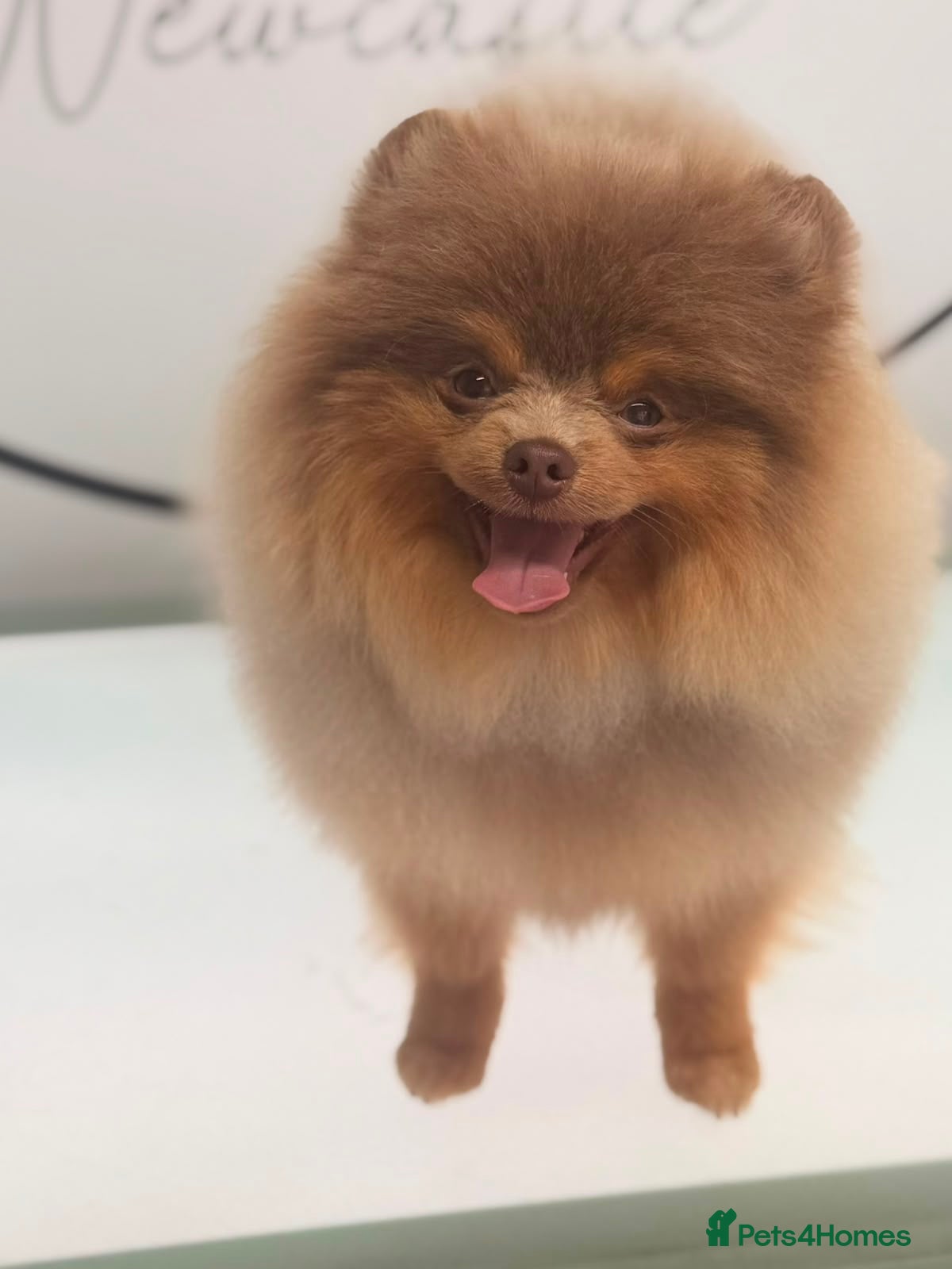 Pomeranian dogs ** PROVEN, HEALTHY STUD ** - Advert 10