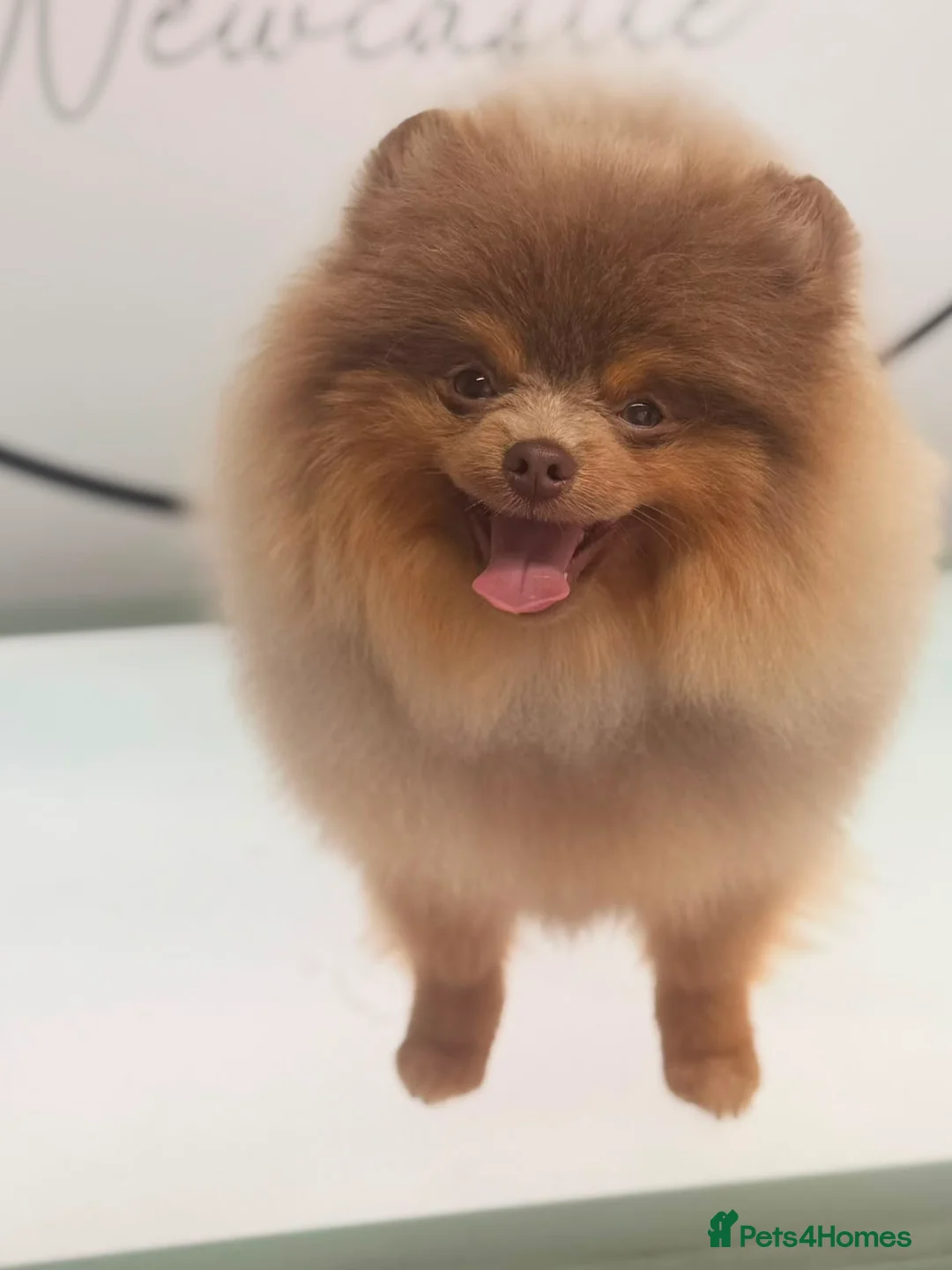 Pomeranian dogs for stud: ** PROVEN, HEALTHY STUD ** - Advert 1