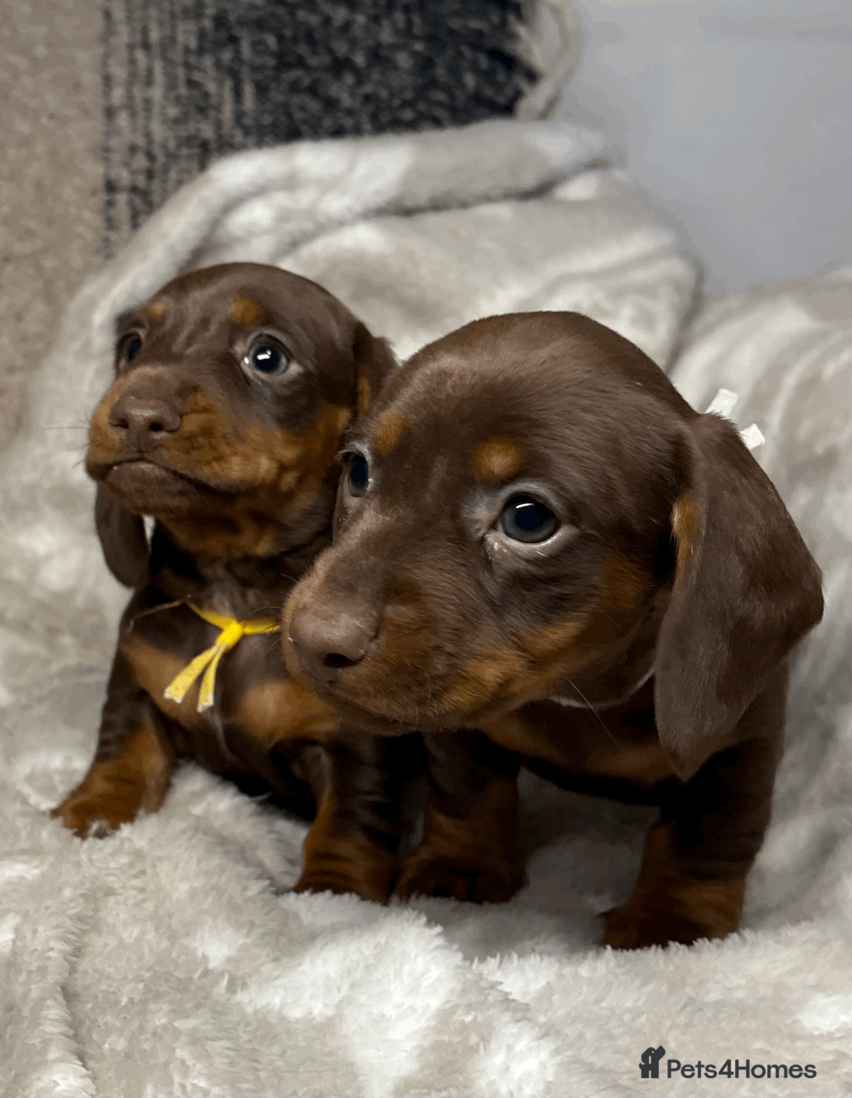 Miniature Dachshund dogs Beautiful Miniature Dachshund Puppies Chocolate KC - Advert 4