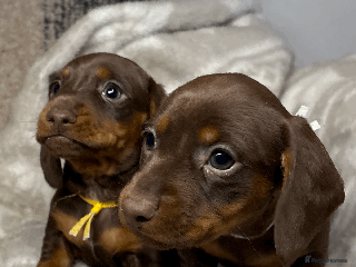Miniature Dachshund dogs Beautiful Miniature Dachshund Puppies Chocolate KC - Advert 4
