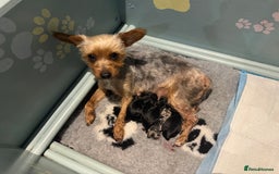 Mixed Breed dogs for sale: French yorkie (frorkie) puppies  - Image 16