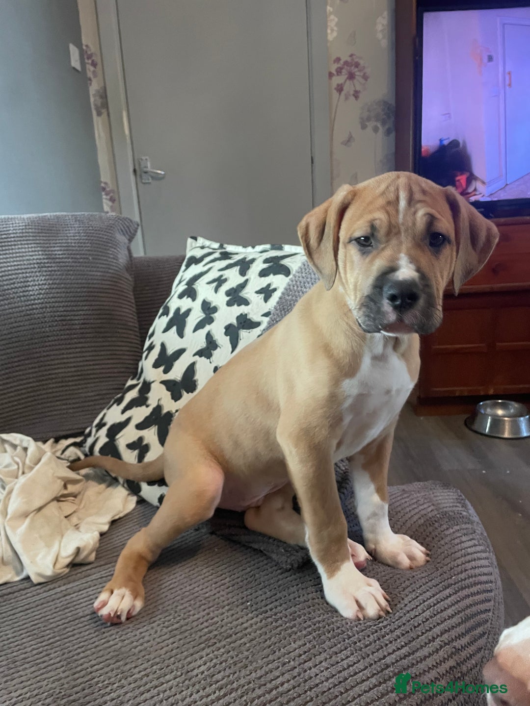 Mixed Breed dogs for sale: Last 3 READY TO LEAVE! Presa X Doberman - Advert 10