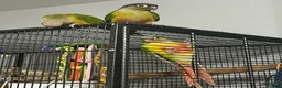 Conures birds for sale: Hand Reared Conures - Advert 6