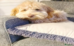 Australian Labradoodle dogs for sale: Rehoming Simba A gorgeous Aussie Labradoodle  - Image 3
