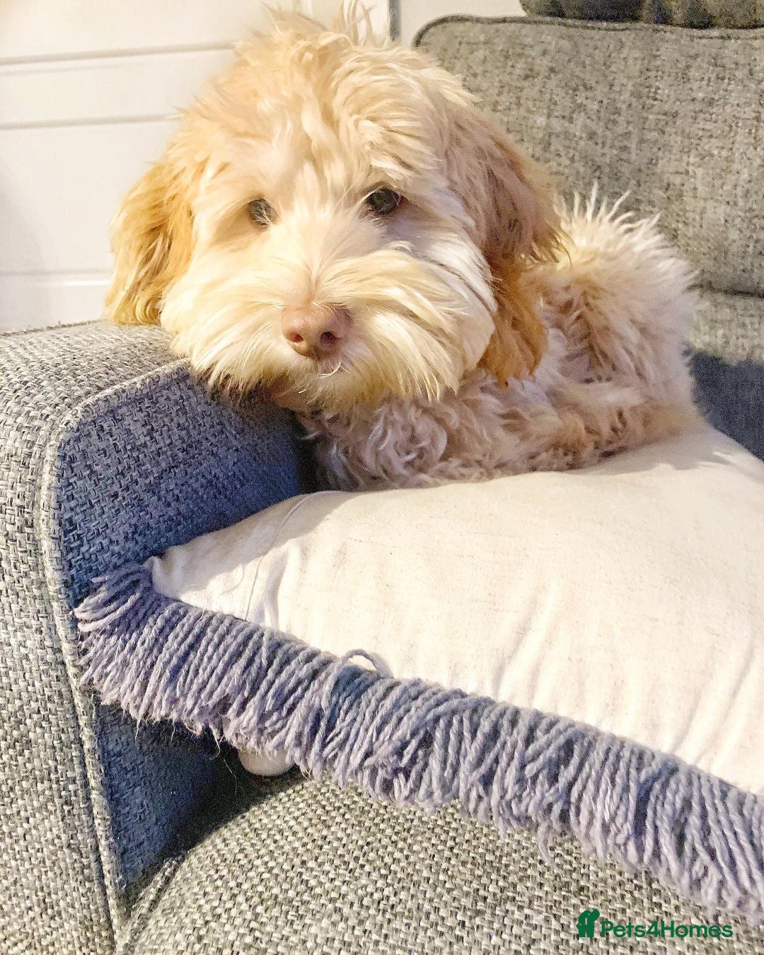 Australian Labradoodle dogs for sale: Rehoming Simba A gorgeous Aussie Labradoodle  - Image 3
