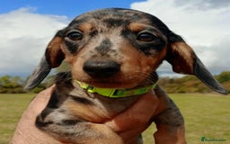Miniature Dachshund dogs for sale: Stunning silver dapple miniature dachshunds  - Image 19