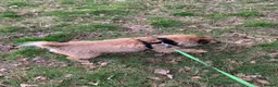 Border Terrier dogs for sale: Border Terrier Female,Monkey,Loving Home Wanted in Halifax - Advert 15