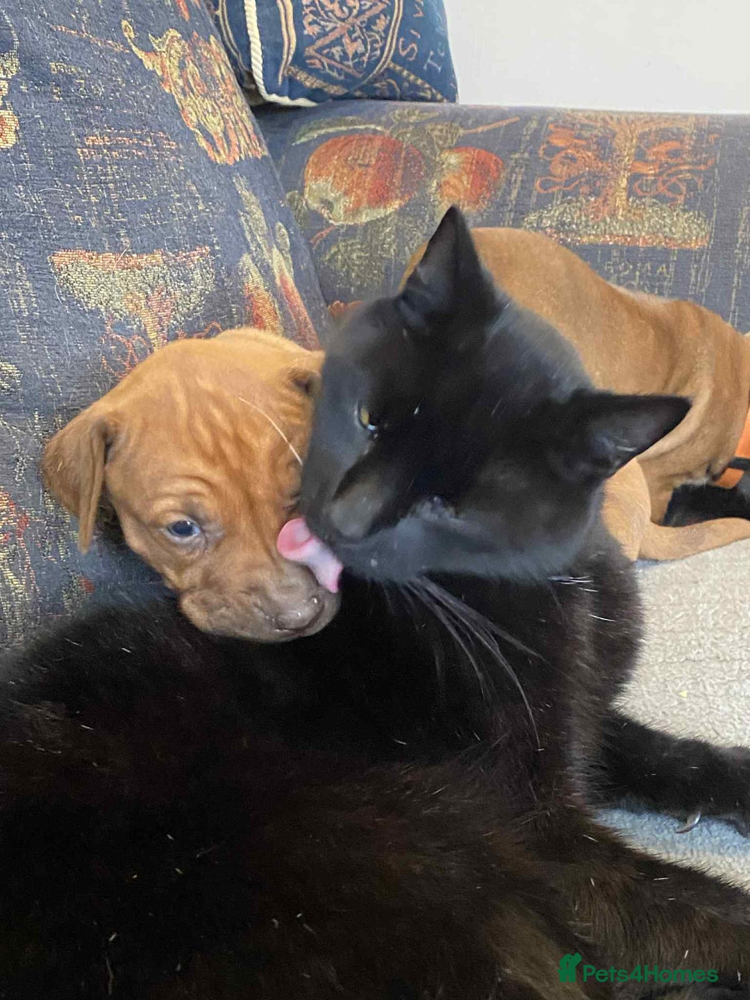 Rhodesian Ridgeback dogs for sale: KC reg Rhodesian Ridgeback puppies - Image 10