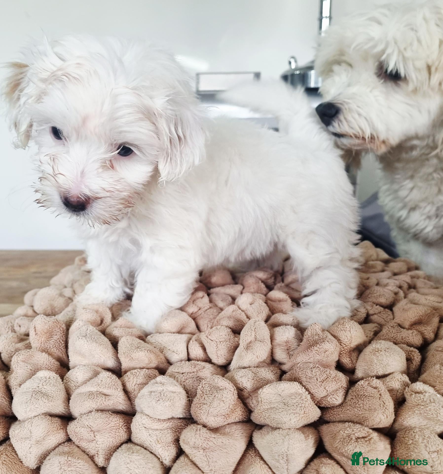 Maltipoo dogs Maltipoo 1 girl left - Advert 11