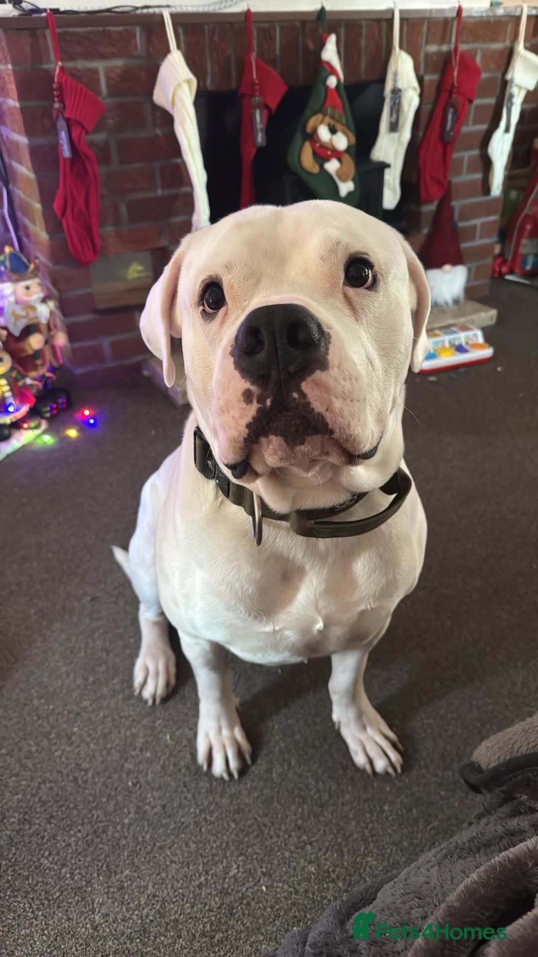 American Bulldog dogs 4 year old - Advert 1